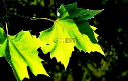 樹,葉子,豐富多彩