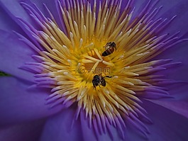 花,莲花,紫色