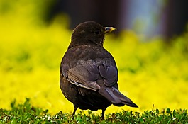 鳥,動物,飛行員