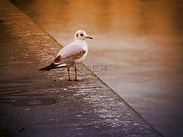海鷗,鳥,飛