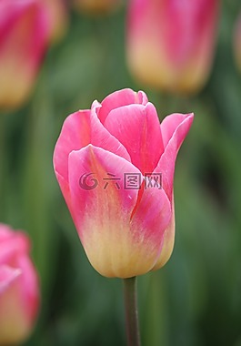 香草片,郁金香,荷蘭