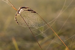 蜘蛛網(wǎng),草,蜘蛛