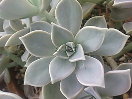 多汁,植物,花園