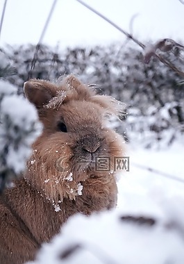 兔,冬天,雪