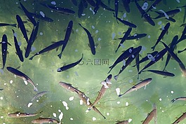 水,魚,組