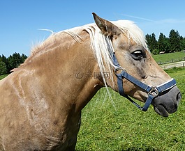 馬,動物,馬頭