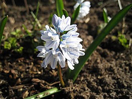 klockhyacint,藍色,花園