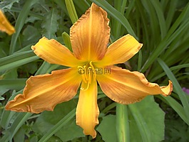 蘭花,花,性質(zhì)