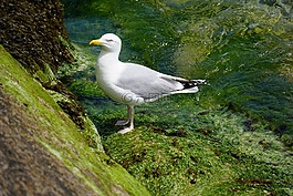 鳥,動物區(qū)系,海鷗