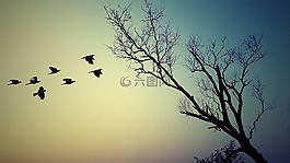 樹,自然,側(cè)影
