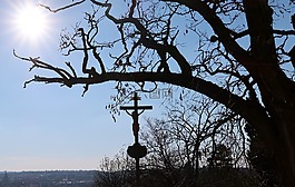 天空,樹(shù),太陽(yáng)