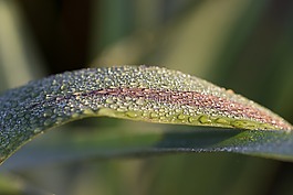 滴,芦苇,叶子