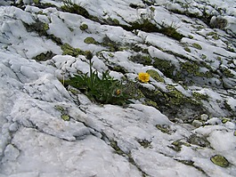 阿爾卑斯白搖滾,地衣,高山花卉