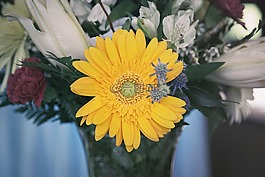 花,黃色,花瓣
