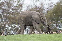 象,動物園,嬰兒