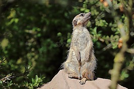 獴,動(dòng)物園,哺乳動(dòng)物