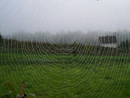 web,秋季,霧