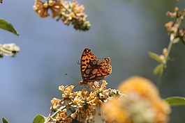 蝴蝶,花,性質(zhì)