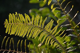 蕨類(lèi)植物,葉,自然