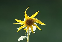 花,太陽花,黃色