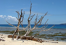 海灘,木材,海
