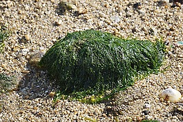 藻類,海洋,海