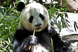 熊貓,熊,動(dòng)物園