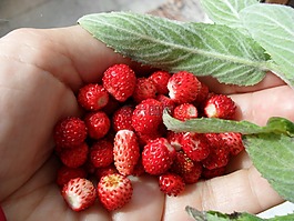 野草莓,漿果,稻草