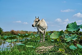 蓮花,花園,母牛