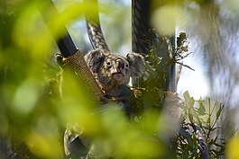 考拉,熊,動物園