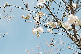花,白,花瓣