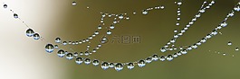 蜘蛛網(wǎng),網(wǎng)絡(luò),一滴水