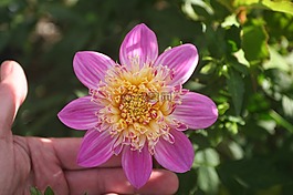 大丽花,各种尔芬的perl,花