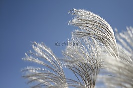 银池,银草,去记忆的小鸟