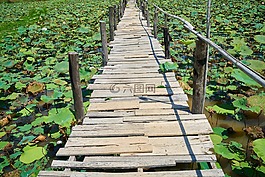 農(nóng)村,蓮花,花園