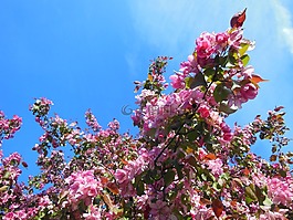 日本櫻花,開花,壁紙