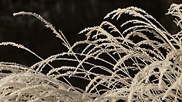 草,枯萎,干
