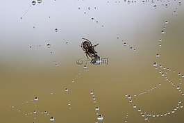 旋螺紋,蜘蛛,一滴水