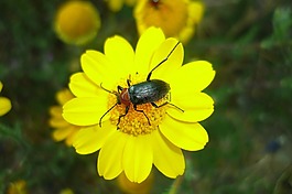 heliotauro,雏菊,heliotaurus