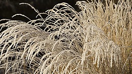草,枯萎,干
