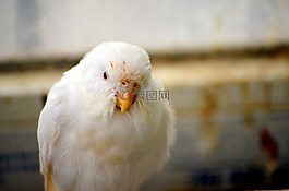 動物,莎麗,便宜