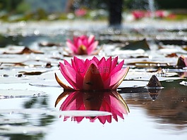 水禮,池,粉紅色