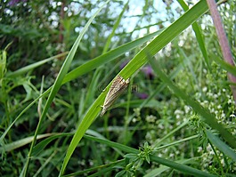 草,昆蟲,特寫