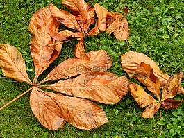 干樹葉,秋,秋天
