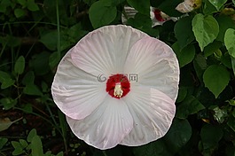 槿,花,花的