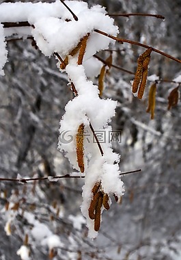 榛樹,雪,早春