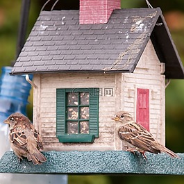 鳥,birdfeeder,麻雀