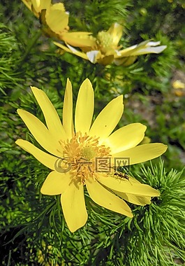 花卉,黃色,草甸