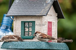 鳥,birdfeeder,麻雀