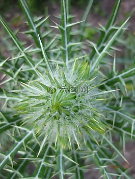 薊,野花,廠(chǎng)